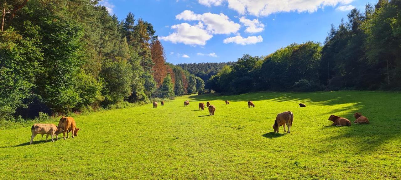 Eifelhof Mit Obstbaumwiese Нидегген Экстерьер фото